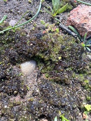 Geothallus tuberosus