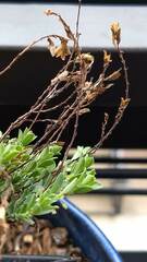 Phyllanthus polygonoides