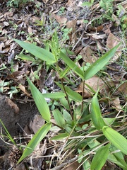 Dichanthelium commutatum