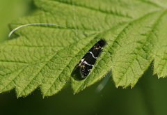 Adela septentrionella