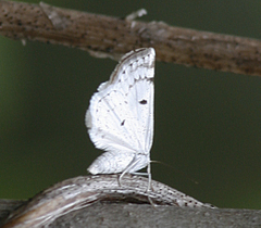 Lomographa semiclarata