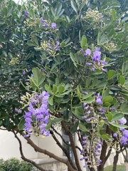 Dermatophyllum secundiflorum