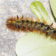 Lophocampa argentata