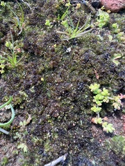 Geothallus tuberosus