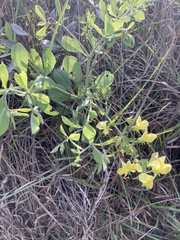 Baptisia bracteata