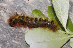 Lophocampa argentata