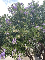 Dermatophyllum secundiflorum