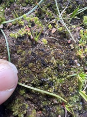 Geothallus tuberosus