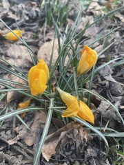 Crocus neapolitanus