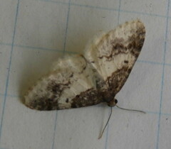 Hydrelia condensata