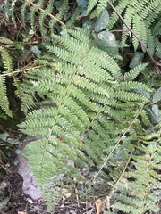 Pteridium aquilinum