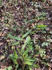 Dichanthelium commutatum