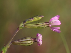 Silene gracilis