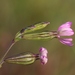 Silene gracilis - Photo (c) jmneiva,  זכויות יוצרים חלקיות (CC BY-NC), הועלה על ידי jmneiva