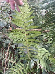 Pteridium aquilinum