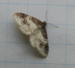 Hydrelia condensata