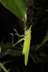 Copiphora rhinoceros