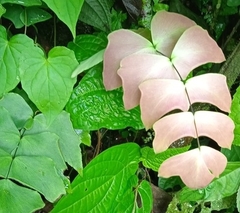 Adiantum macrophyllum
