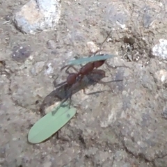 Acromyrmex octospinosus