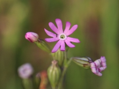 Silene gracilis