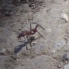 Acromyrmex octospinosus