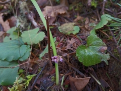 Veronica regina-nivalis