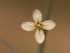 Brassica oxyrrhina