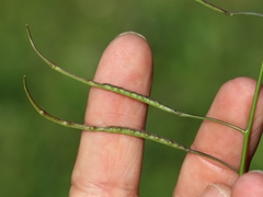 Brassica oxyrrhina
