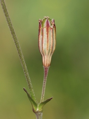 Silene gracilis