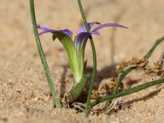 Romulea ramiflora
