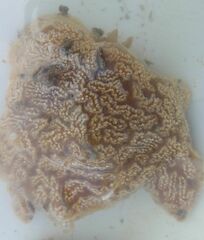 Aplidium
