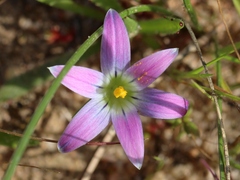Romulea ramiflora