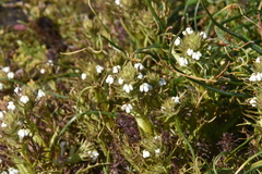 Triphysaria versicolor versicolor