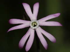 Silene gracilis