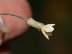 Brassica oxyrrhina
