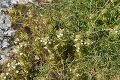 Triphysaria versicolor versicolor