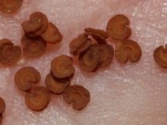 Silene gracilis