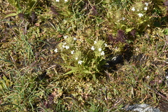 Triphysaria versicolor versicolor