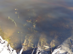 Ludwigia grandiflora