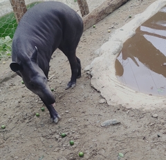Tapirus