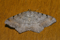 Macaria adonis