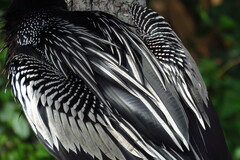 Anhinga anhinga
