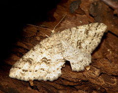 Melanolophia imitata