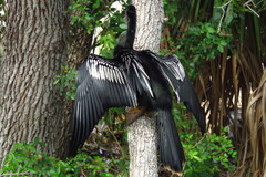 Anhinga anhinga
