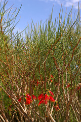 Melaleuca chrysantherea