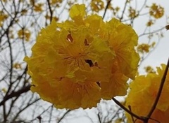 Handroanthus chrysanthus