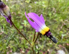 Primula clevelandii gracilis