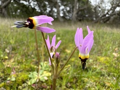 Primula clevelandii gracilis