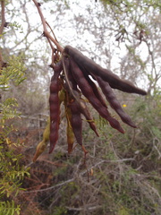 Vachellia insulae-iacobi