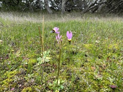 Primula clevelandii gracilis